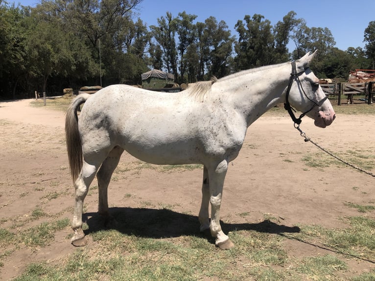 Poney de Polo Jument 8 Ans 153 cm Gris in General Belgrano, Provincia Buenos Aires