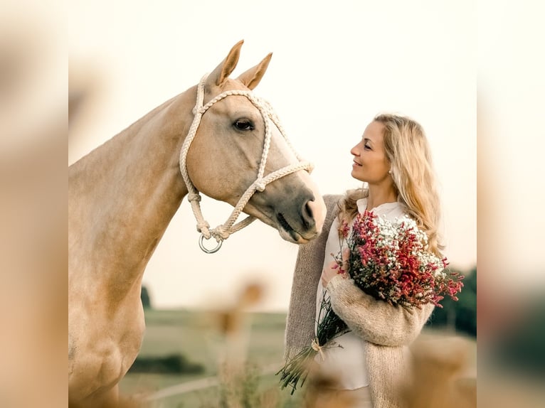 Poney de Polo Jument 8 Ans Palomino in Nürnberg und Zürich