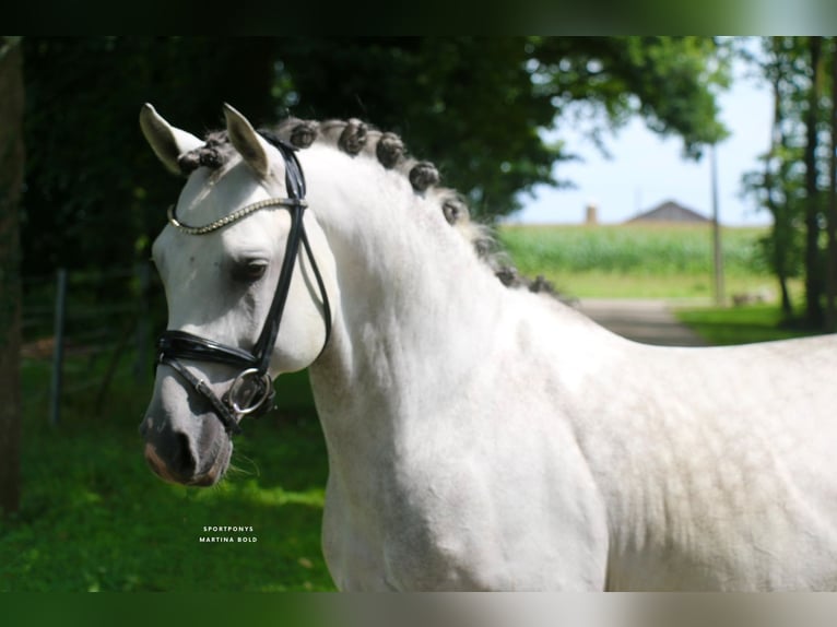 Poney de selle allemand Étalon 10 Ans 147 cm Gris in Recke, bei Osnabrück
