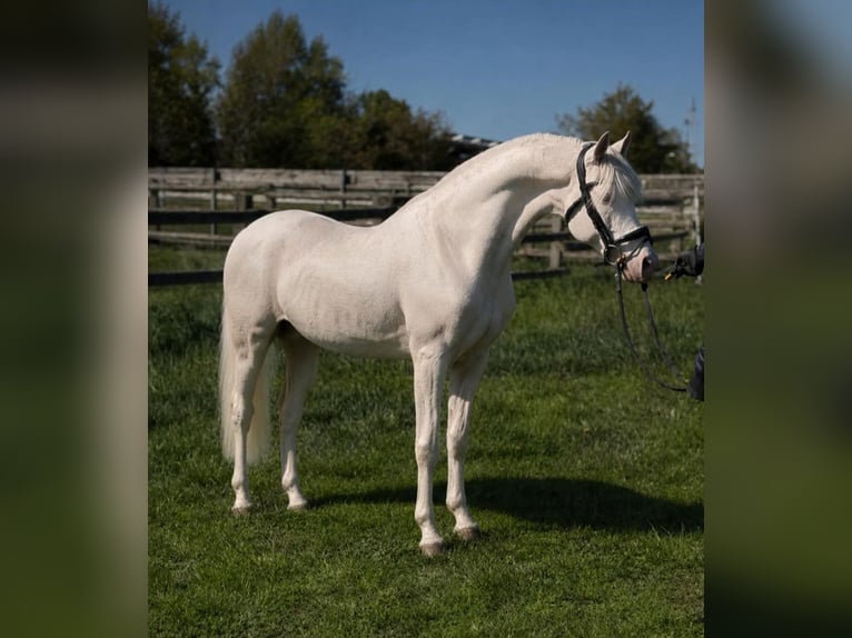 Poney de selle allemand Étalon 11 Ans 144 cm Cremello in Rechnitz