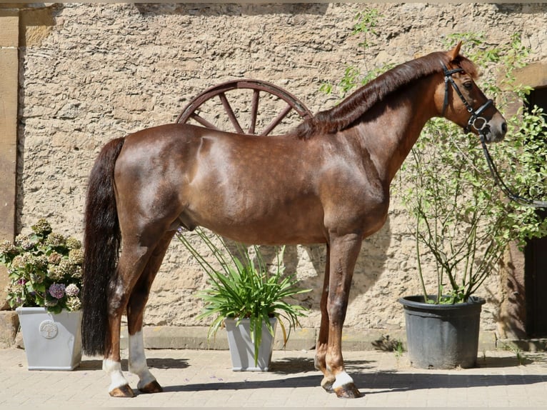 Poney de selle allemand Étalon 11 Ans 148 cm Alezan brûlé in Glandorf