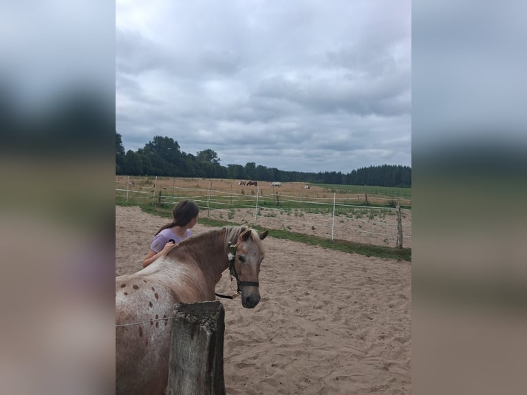 Poney de selle allemand Étalon 13 Ans 130 cm  in Bergen