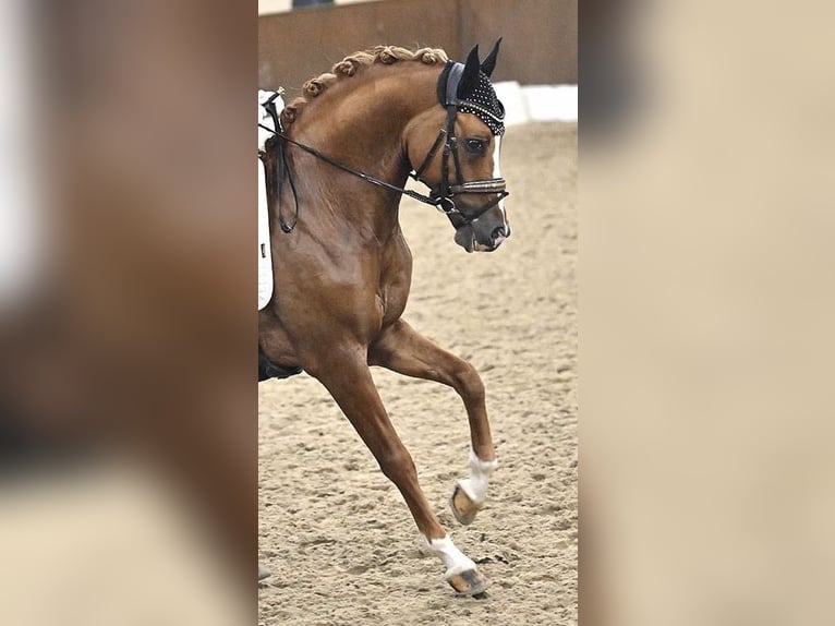 Poney de selle allemand Étalon 13 Ans 146 cm Alezan in am Ohmberg