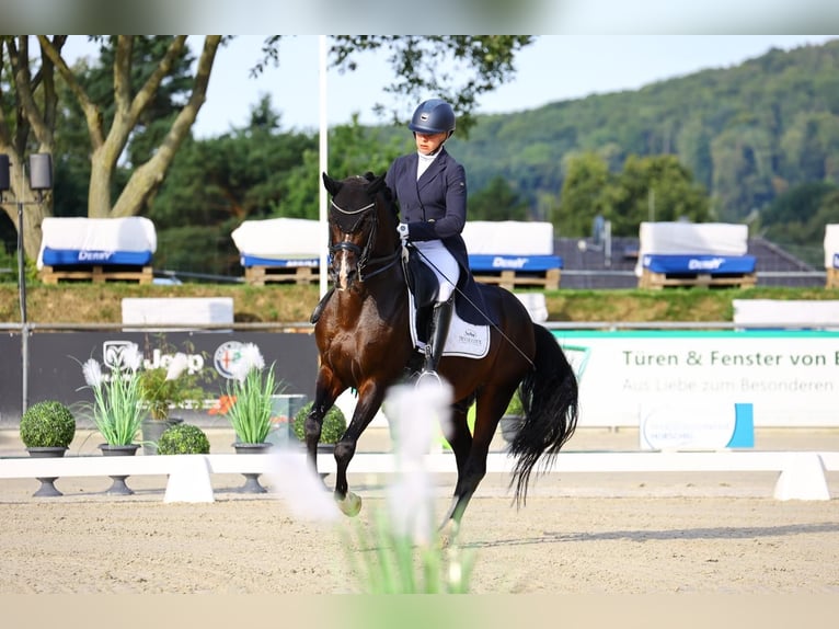 Poney de selle allemand Étalon 13 Ans 147 cm Bai brun in Zörbig