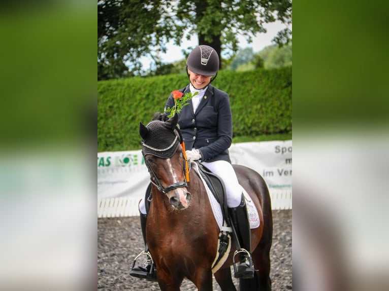 Poney de selle allemand Étalon 13 Ans 147 cm Bai brun in Zörbig