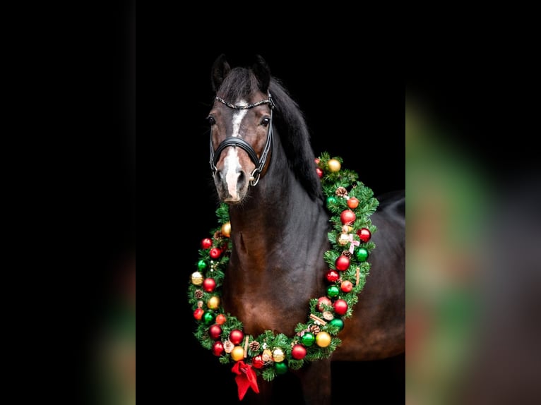 Poney de selle allemand Étalon 13 Ans 147 cm Bai brun in Zörbig
