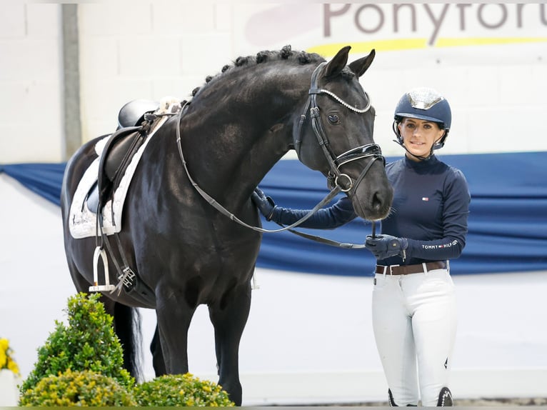 Poney de selle allemand Étalon 13 Ans 153 cm Noir in Marsberg Poney de selle allemand Étalon 13 Ans 153 cm Noir in Marsberg