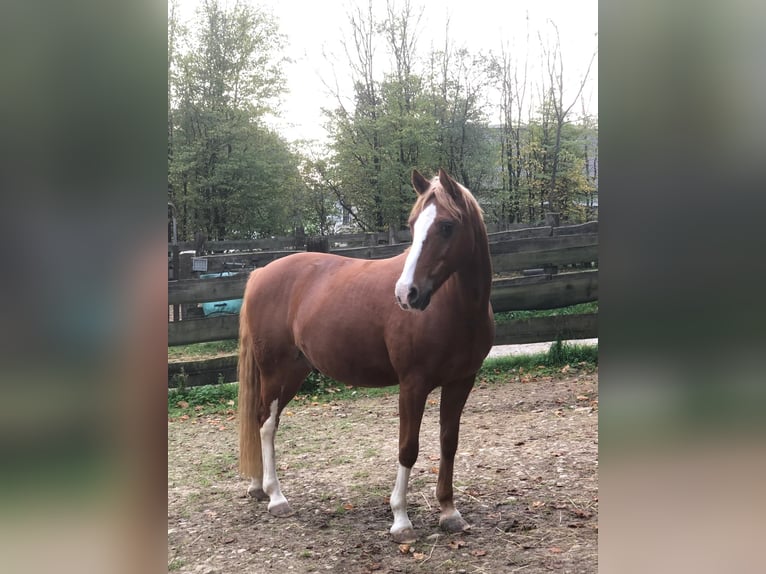 Poney de selle allemand Étalon 15 Ans 142 cm Alezan in Oberdonven