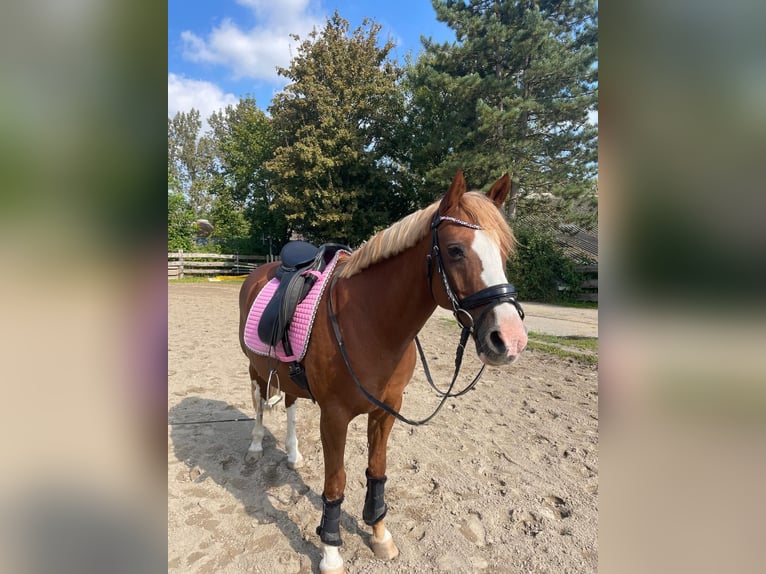 Poney de selle allemand Étalon 15 Ans 142 cm Alezan in Oberdonven