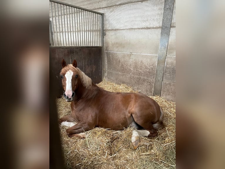 Poney de selle allemand Étalon 15 Ans 142 cm Alezan in Oberdonven