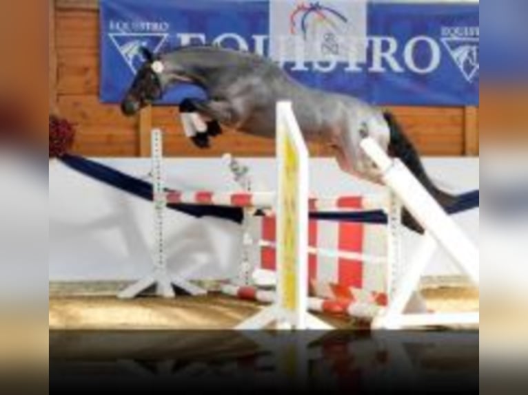 Poney de selle allemand Étalon 16 Ans 143 cm Roan-Bay in Frankenberg