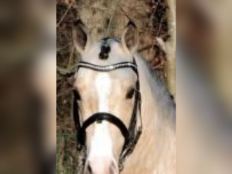 Poney de selle allemand Étalon 17 Ans 150 cm Isabelle in Brakel