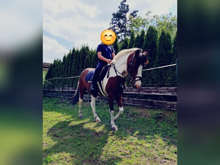 Poney de selle allemand Étalon 18 Ans 138 cm Pinto in Aken