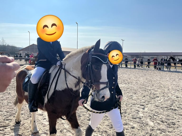 Poney de selle allemand Étalon 18 Ans 138 cm Pinto in Aken