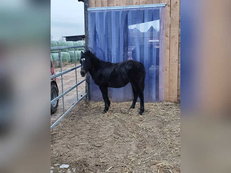 Poney de selle allemand Étalon 1 Année 120 cm Peut devenir gris in Bleckede