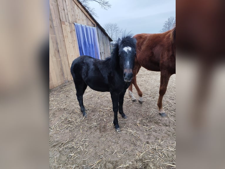 Poney de selle allemand Étalon 1 Année 120 cm Peut devenir gris in Bleckede