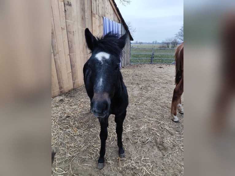Poney de selle allemand Étalon 1 Année 120 cm Peut devenir gris in Bleckede