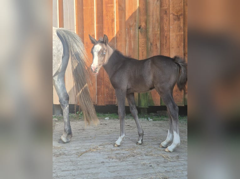 Poney de selle allemand Étalon 1 Année 130 cm Gris in NaheNahe
