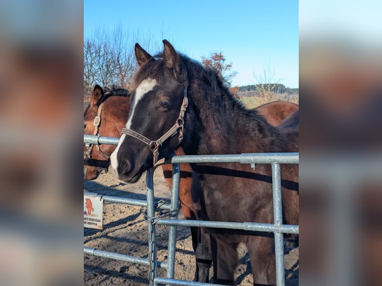 Poney de selle allemand Étalon 1 Année 130 cm Noir in Schwabbruck