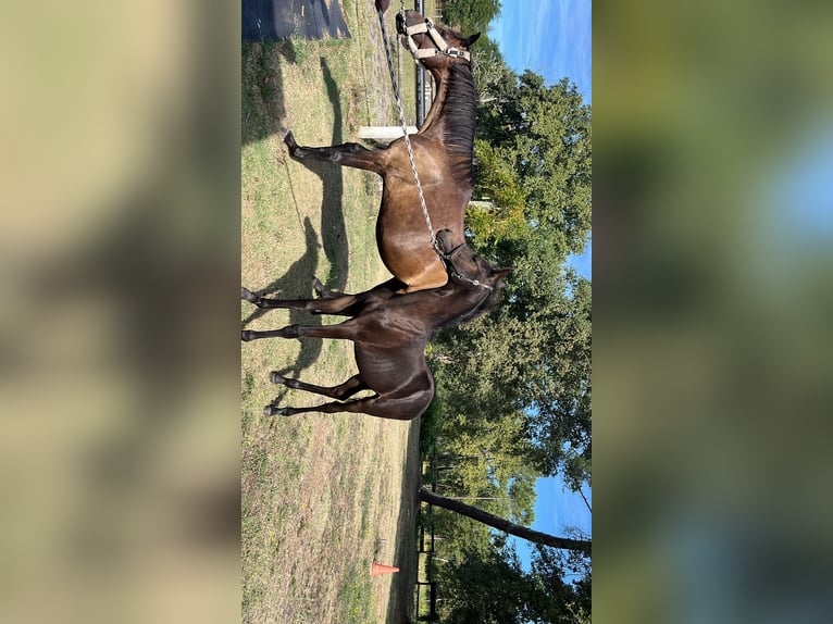 Poney de selle allemand Étalon 1 Année 132 cm Noir in Créon-d'Armagnac
