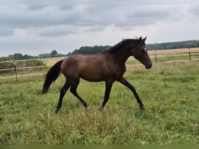 Poney de selle allemand Étalon 1 Année 139 cm Bai brun in Erwitte