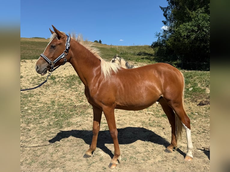 Poney de selle allemand Étalon 1 Année 140 cm Alezan in Argenbühl