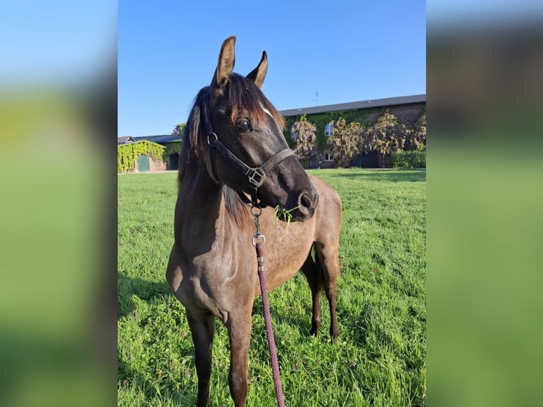 Poney de selle allemand Croisé Étalon 1 Année 140 cm in Kaarst
