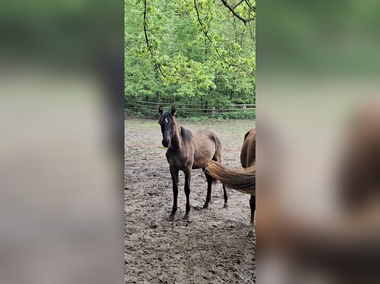 Poney de selle allemand Croisé Étalon 1 Année 140 cm in Kaarst