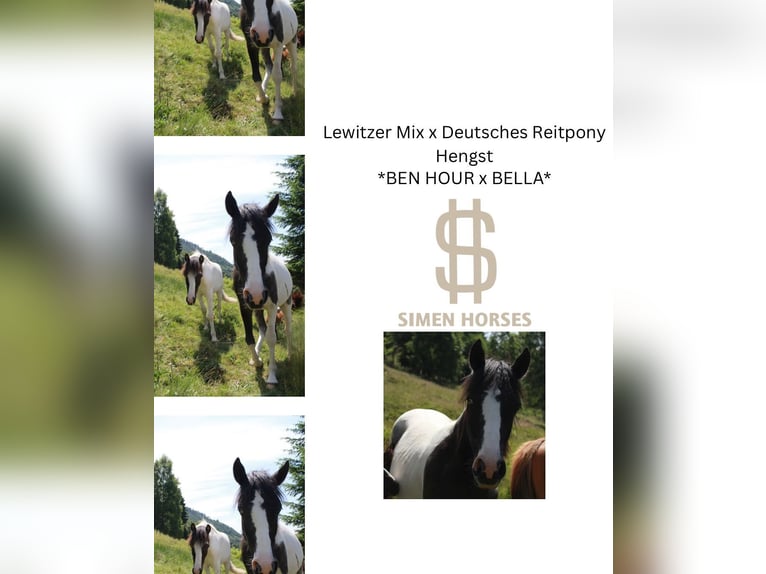 Poney de selle allemand Croisé Étalon 1 Année 145 cm Pinto in Steinen