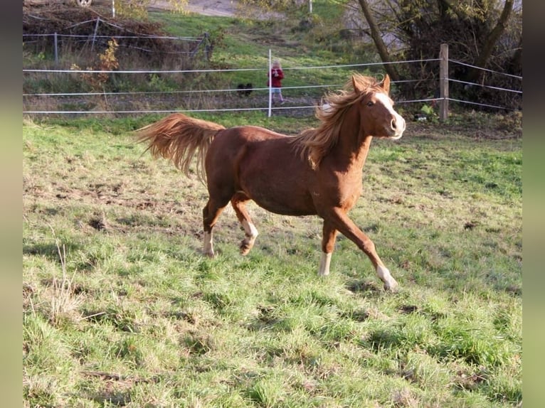 Poney de selle allemand Étalon 1 Année 146 cm Alezan in Wehretal