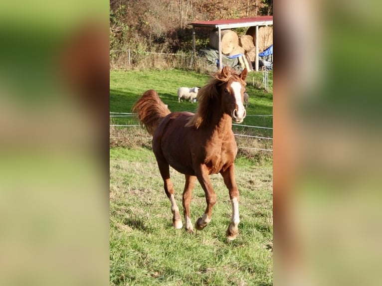 Poney de selle allemand Étalon 1 Année 146 cm Alezan in Wehretal