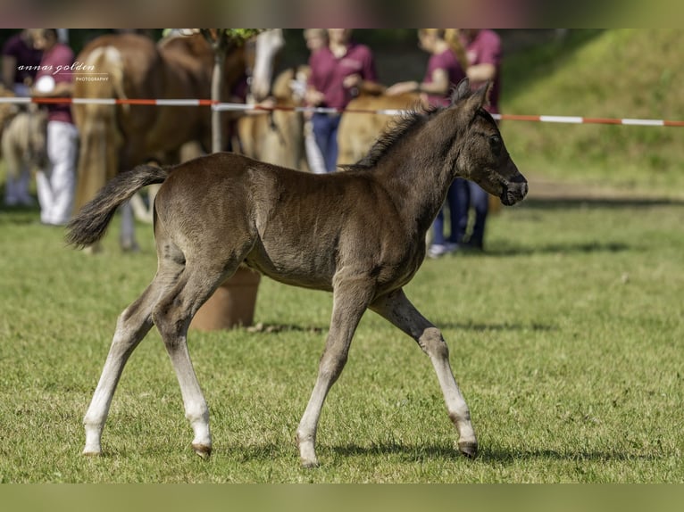 Poney de selle allemand Étalon 1 Année 146 cm Bai brun in Schneidenbach