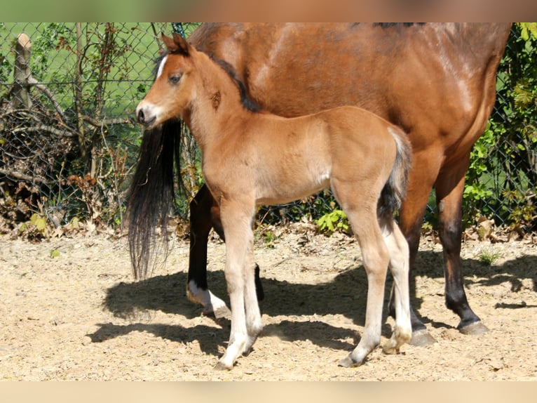 Poney de selle allemand Étalon 1 Année 146 cm Bai in Kutenholz