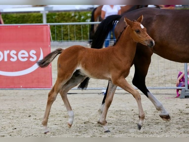 Poney de selle allemand Étalon 1 Année 147 cm Bai in Luckau