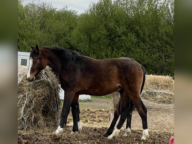 Poney de selle allemand Étalon 1 Année 148 cm Bai in Pitten