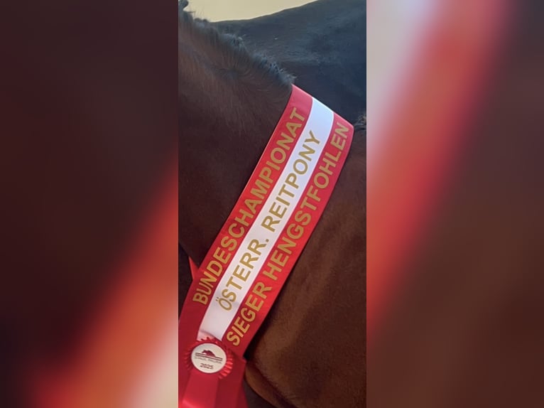 Poney de selle allemand Étalon 1 Année 148 cm Bai clair in Manning