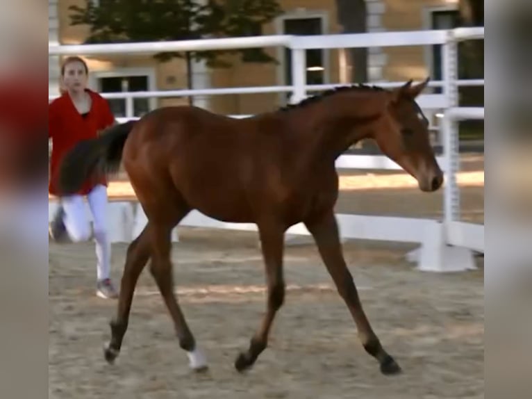 Poney de selle allemand Étalon 1 Année 148 cm Bai clair in Manning