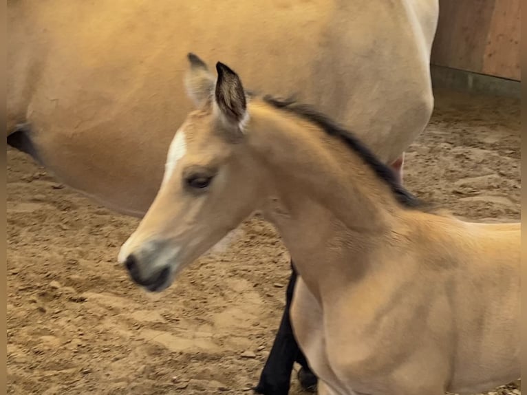 Poney de selle allemand Étalon 1 Année 148 cm Buckskin in Achim