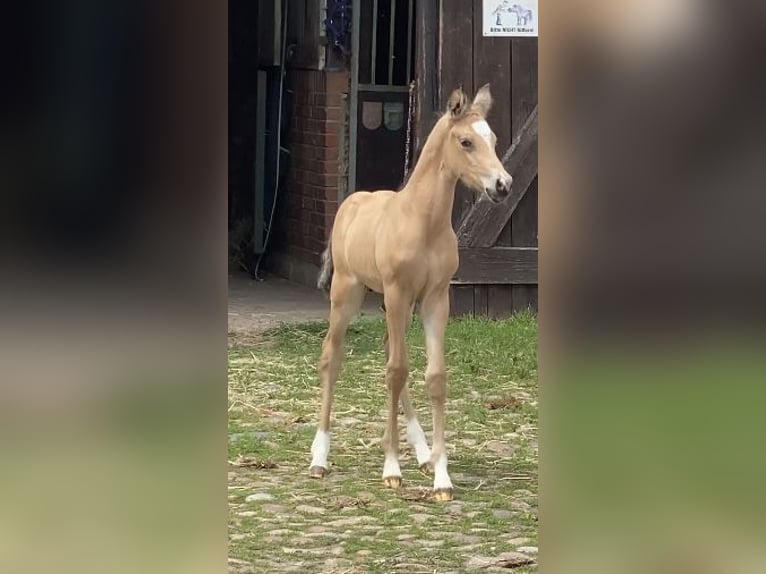 Poney de selle allemand Étalon 1 Année 148 cm Buckskin in Achim