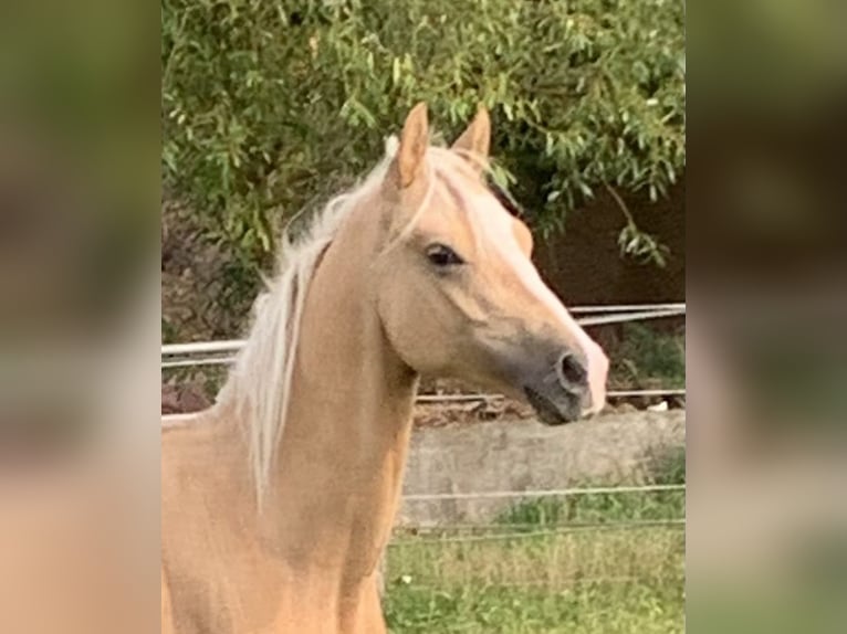 Poney de selle allemand Étalon 1 Année 148 cm in Suhlendorf
