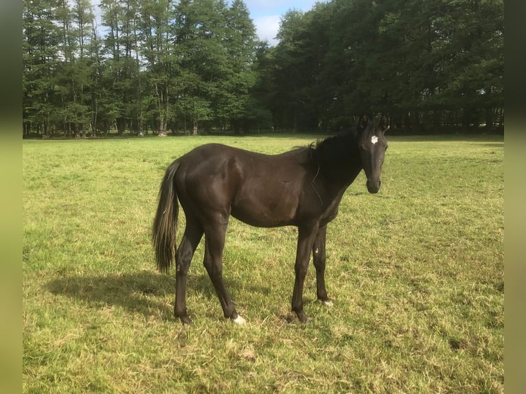 Poney de selle allemand Étalon 1 Année 148 cm Noir in Bonitz