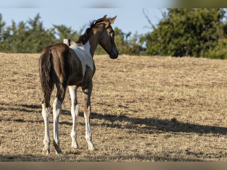 Poney de selle allemand Étalon 1 Année 148 cm Pinto in Essen