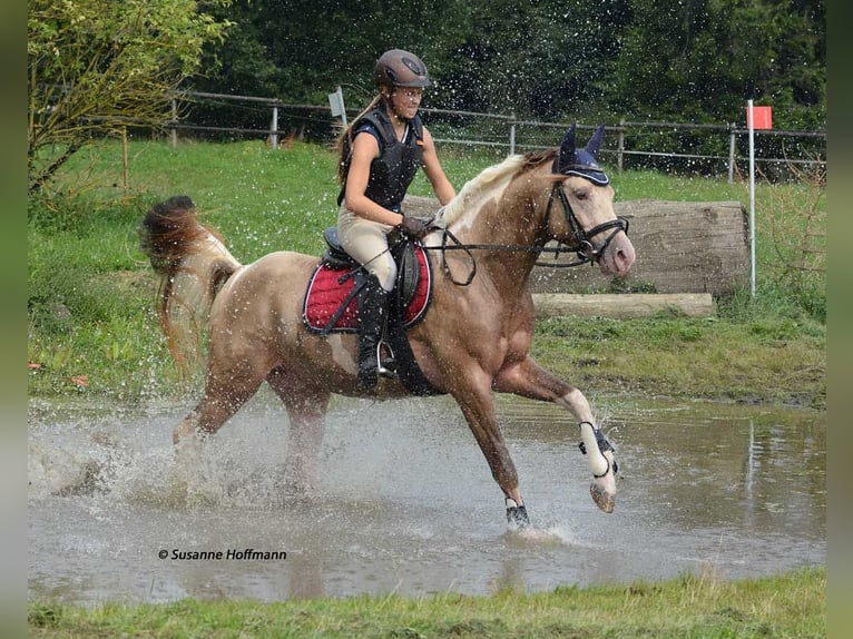 Poney de selle allemand Étalon 1 Année 148 cm Tobiano-toutes couleurs in GödenrothMörsdorf