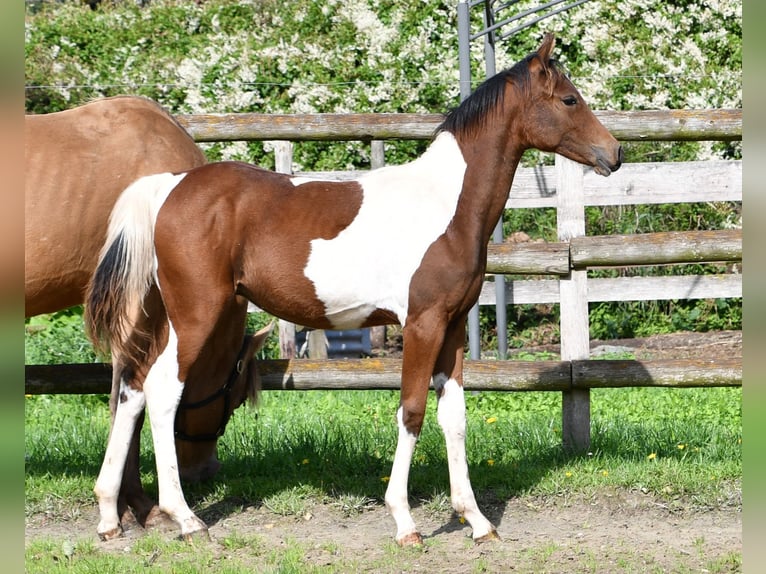 Poney de selle allemand Étalon 1 Année 148 cm Tobiano-toutes couleurs in GödenrothMörsdorf