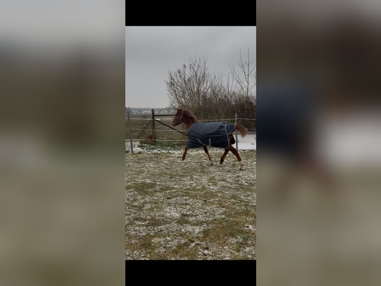 Poney de selle allemand Étalon 1 Année 150 cm Alezan brûlé in Stralsund
