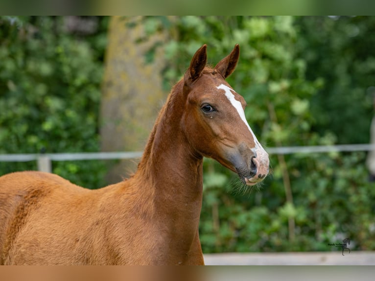 Poney de selle allemand Étalon 1 Année 150 cm Alezan in Esens