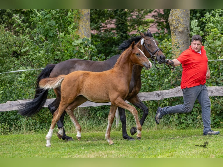 Poney de selle allemand Étalon 1 Année 150 cm Alezan in Esens