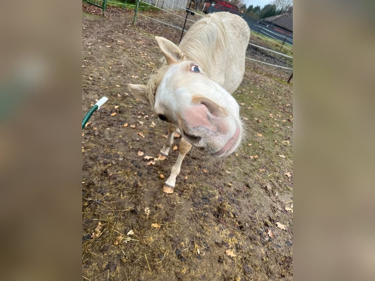 Poney de selle allemand Étalon 1 Année 150 cm Palomino in Rhauderfehn