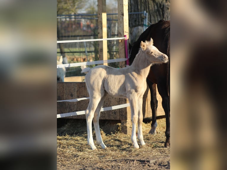 Poney de selle allemand Étalon 1 Année 150 cm Palomino in Rhauderfehn