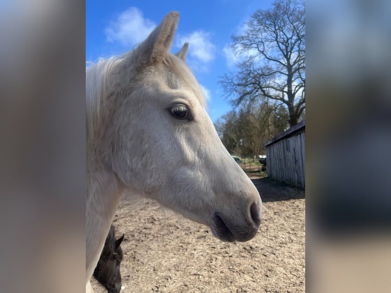 Poney de selle allemand Étalon 1 Année 150 cm Palomino in Rhauderfehn